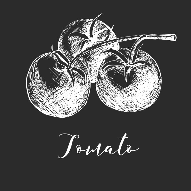 用钢笔和墨水手绘的西红柿。图片下载