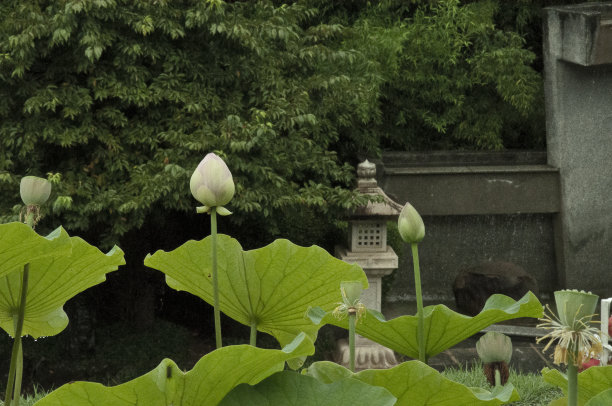 中式园林中的莲花素材图片