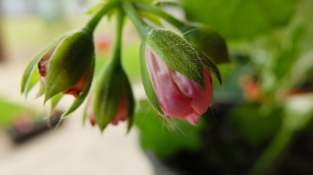 粉色花瓣花蕾宏图片下载