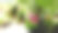 粉色花瓣花蕾宏图片下载