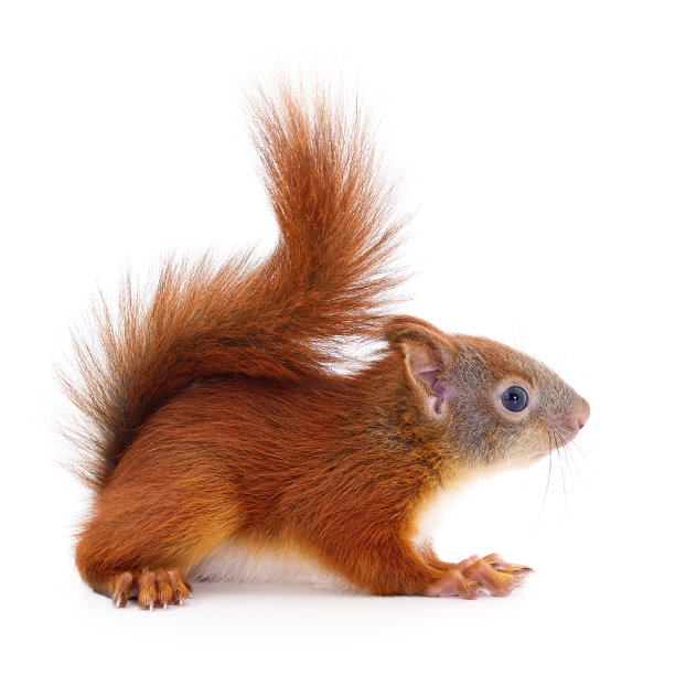 欧亚红松鼠。图片下载