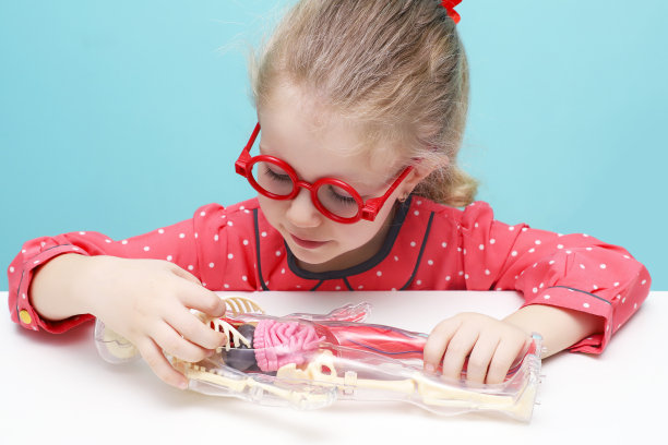 小可爱的金发女孩戴着红色眼镜探索人体结构。一个有内脏的男人的骨架。儿童早期发展。图片下载