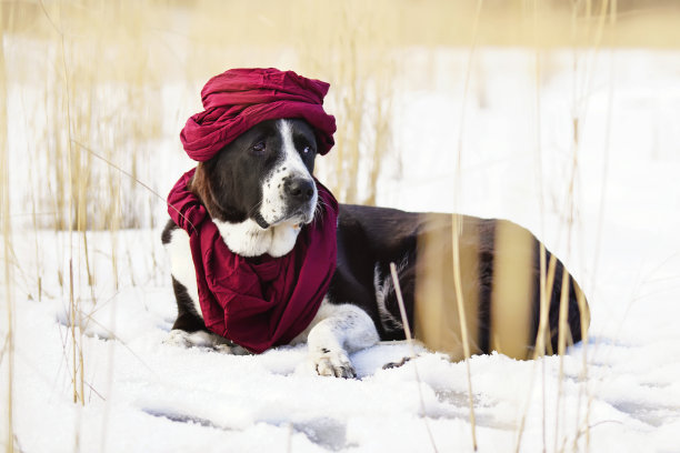 中亚黑白牧羊犬(阿拉拜犬)，耳朵剪短，戴围巾，冬天躺在雪地上图片下载