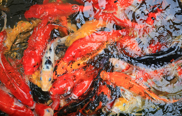 五颜六色的花式鲤鱼，锦鲤。图片下载