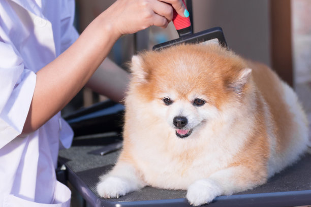 博美犬洗澡后用刷子刷。图片下载