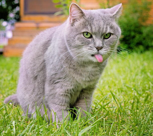 绿色草坪上一只吐着舌头的灰猫图片下载
