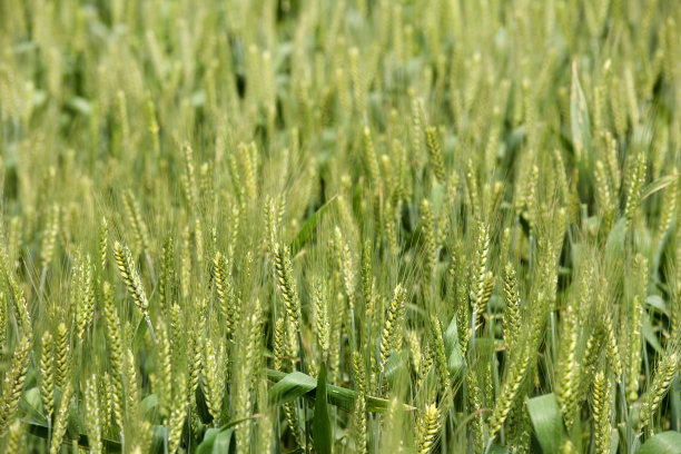 生大米图片下载