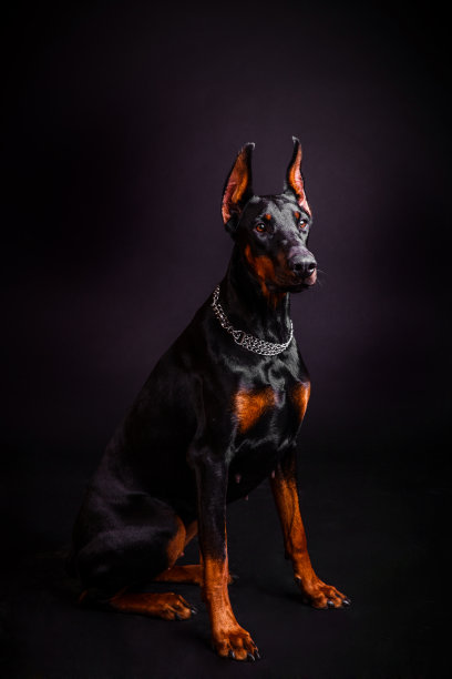 美丽的杜宾犬坐在黑色的背景上图片下载