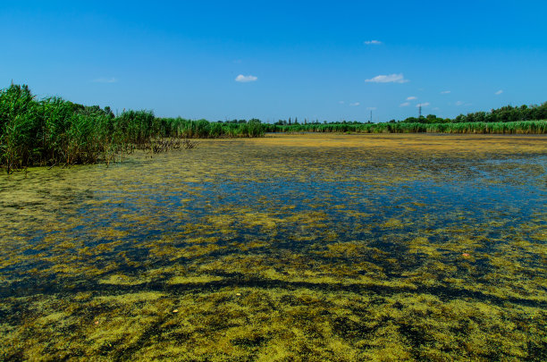 湖面上的绿藻图片下载