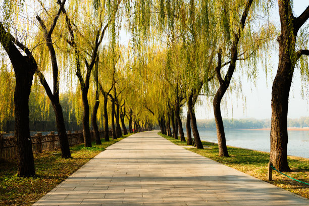 行人和柳树素材图片