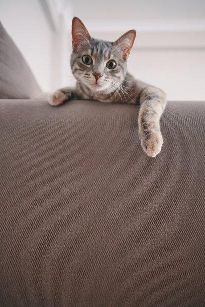 沙发图片素材ID：317513460