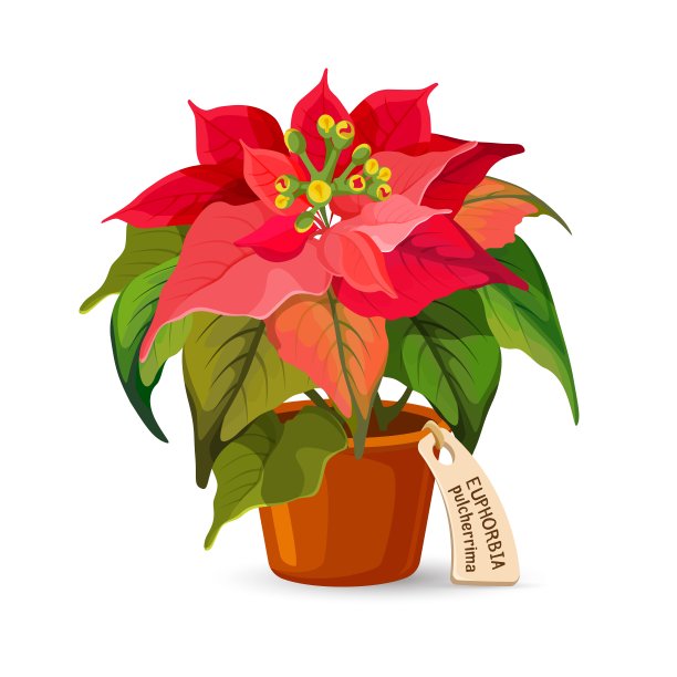 大戟属植物，在塑料罐中，带小标签图片下载