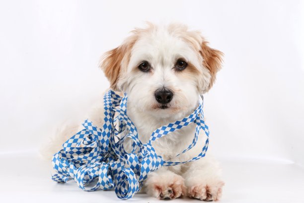 带有啤酒节装饰的哈瓦那人图片下载