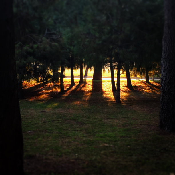 阳光下的黑木图片下载