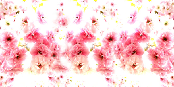 白色背景上的樱花。全景。图片下载