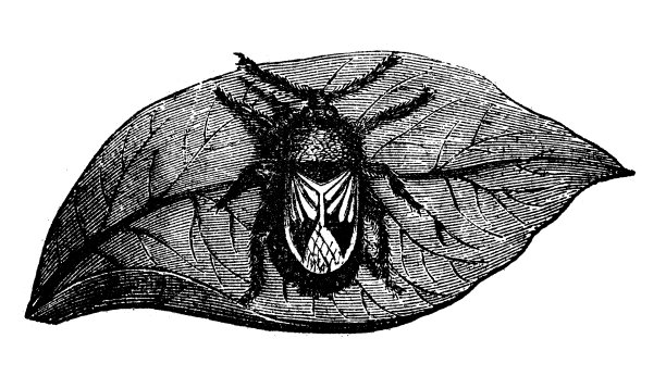 动物仿古雕刻插图:臭虫图片下载