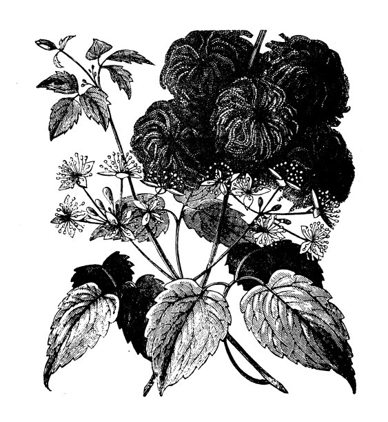 植物学植物古董雕刻插图:铁线莲(Virgin’s Bower)图片下载