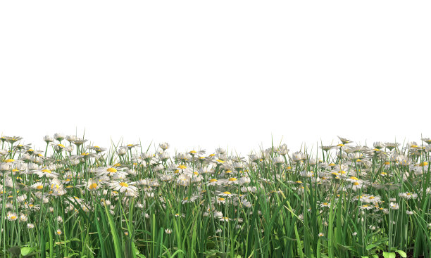 草和黛西图片下载