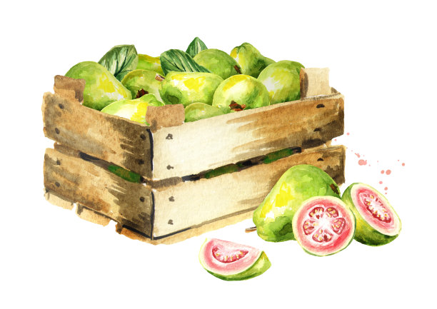盒子里装着成熟的番石榴。水彩手绘插图，孤立在白色背景素材图片