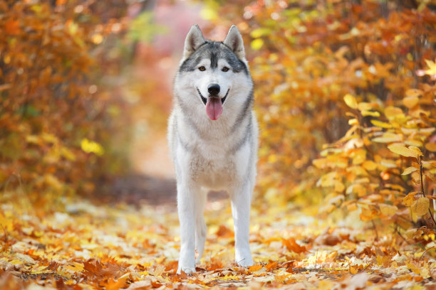 一只可爱的灰色哈士奇站在黄色的秋叶中，享受着快乐。狗在一个自然的背景素材图片