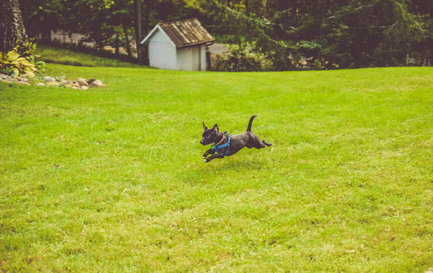 跳跃的狗图片下载