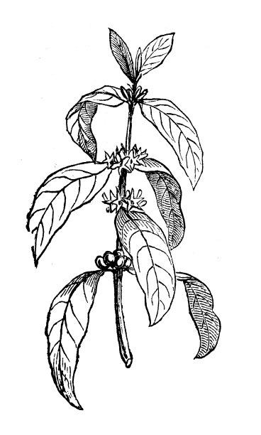 植物学植物仿古雕刻插图:咖啡图片下载