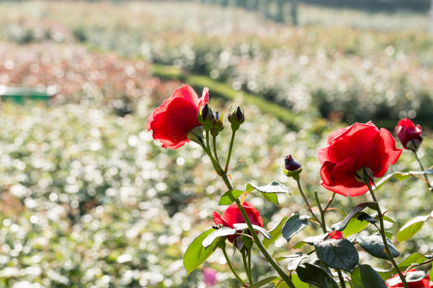 红玫瑰在春天盛开素材图片