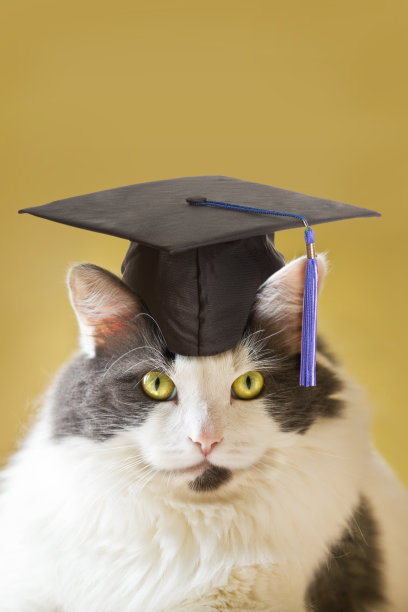 毕业凯蒂猫图片下载