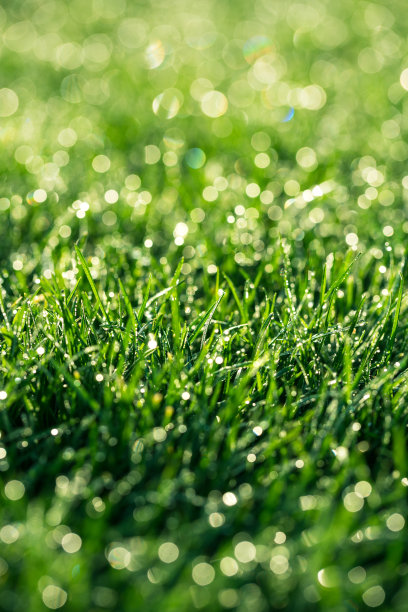 早晨的草上带着水珠素材图片