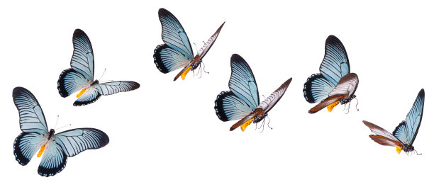 蝴蝶照片素材ID：317538588