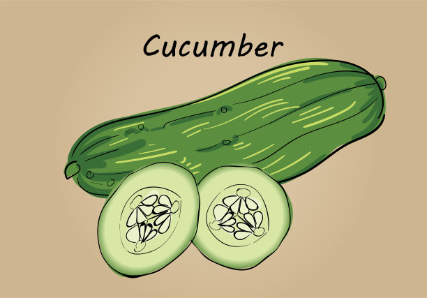 手绘黄瓜切片的插图向量素材图片