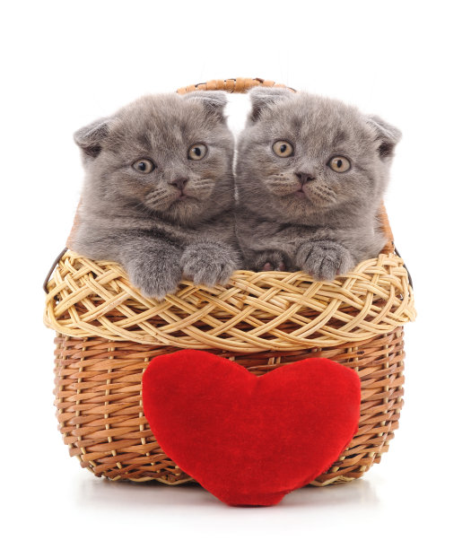 篮子里有两只小猫，还有一个玩具心脏。图片下载