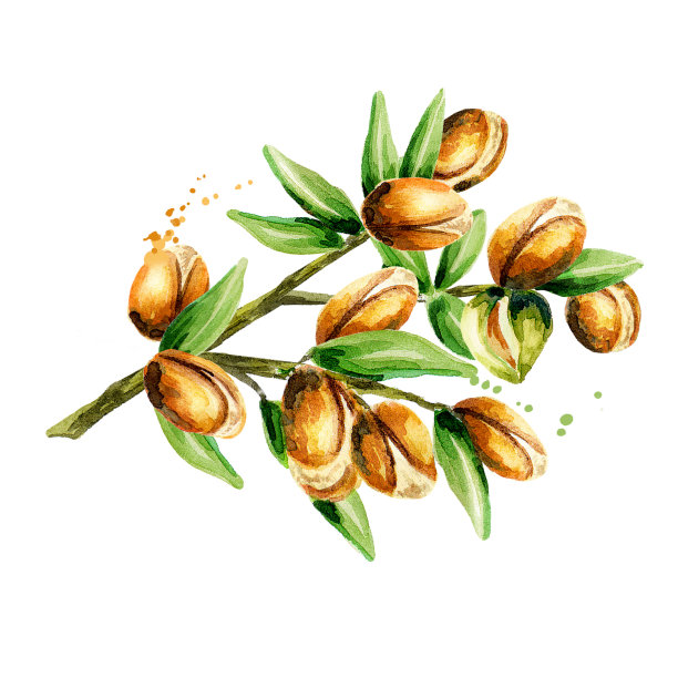 摩洛哥坚果树的分支，可用作化妆品或食品的装饰设计元素，使用摩洛哥坚果油。手绘水彩速写图片下载