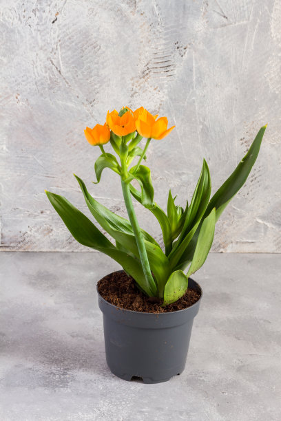 鸟冠-太阳星。橙花在盆中。孤立。灰色的背景。图片下载