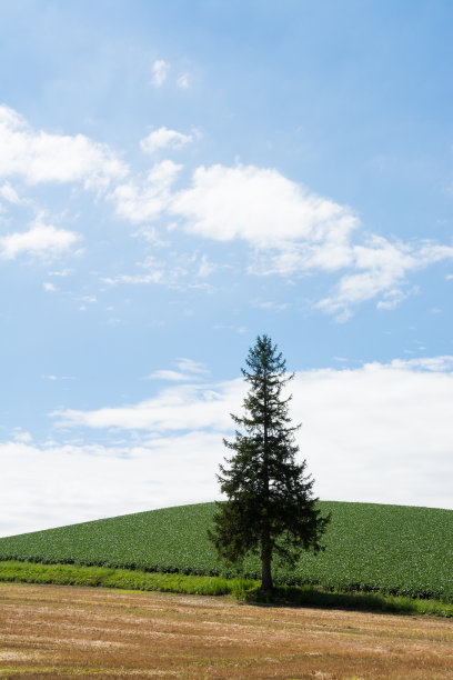 树在田野里图片下载