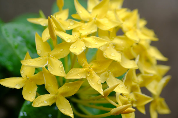 树上有黄色的草，雨后有水珠素材图片