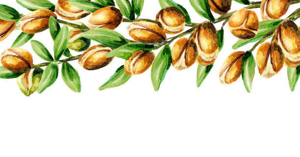 坚果分支水平标题。水彩模板图片下载