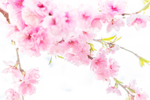 桃花盛开了图片下载