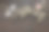 美丽的白色盛开的樱花树枝与两个木制的鸟和鸟屋的特写照片。婚礼，订婚或订婚概念在黑暗的桌子背景。俯视图，卡片。图片下载