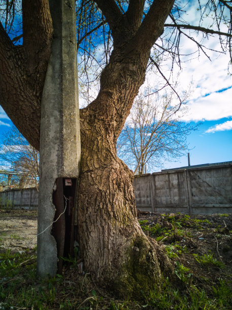 混凝土灯杆周围长着一棵老树图片下载