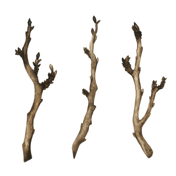 水彩画干树枝图片下载