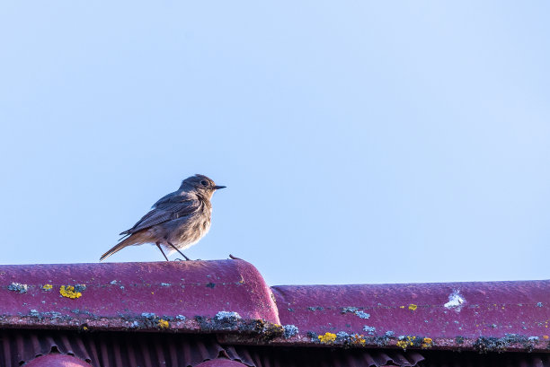 单只雄性黑红雀栖息在屋顶上唱歌的水平照片。风把羽毛吹乱了。这只鸟有漂亮的橙色尾巴，灰色的身体和头部。图片下载