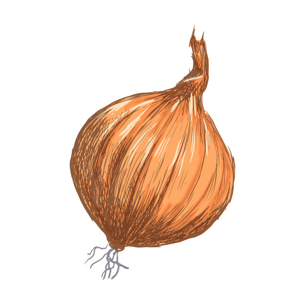 手绘洋葱在白色的背景图片下载