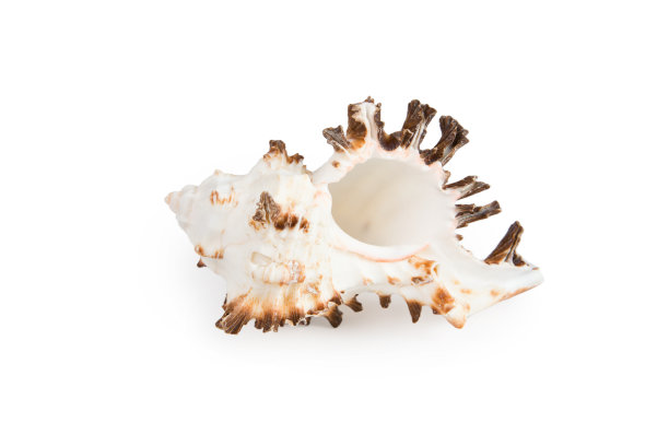 白色背景上孤立的海贝图片下载