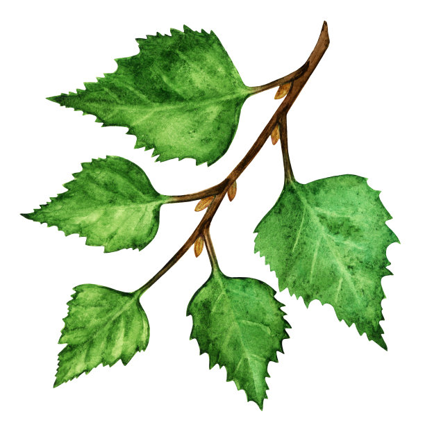 水彩桦树树枝与绿色的叶子素材图片