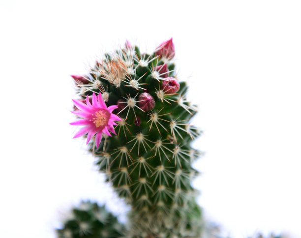 仙人掌在白图片下载