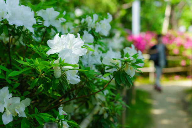 杜鹃花素材图片