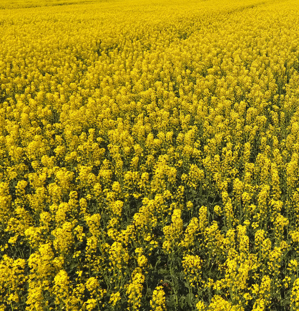 油菜花区。图片下载
