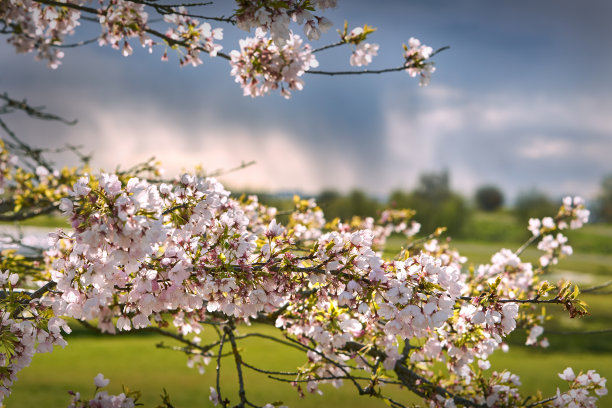 加里点樱花图片下载