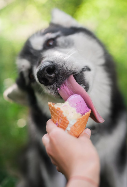 狗吃着装着华夫饼角的冰淇淋素材图片
